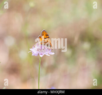 Spotted Fritillary butterfly Melitaea didyma on a flower head in the Picos de Europa Northern Spain Stock Photo
