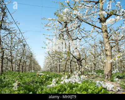 dutch orchard with blooming cherry trees in the netherlands near utrecht Stock Photo
