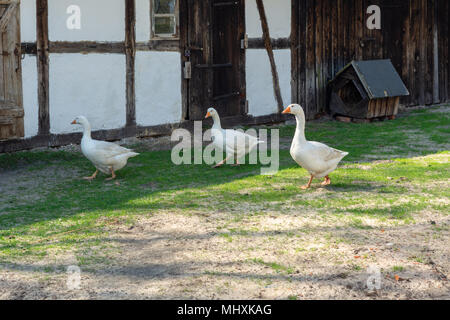 Geese walking on the grass. Kluki, Poland Stock Photo