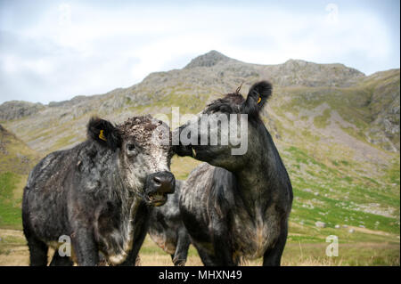 Friendly Blue Grey Bullocks grazing on Scafell Pike, Eskdale, The Lake District. Stock Photo