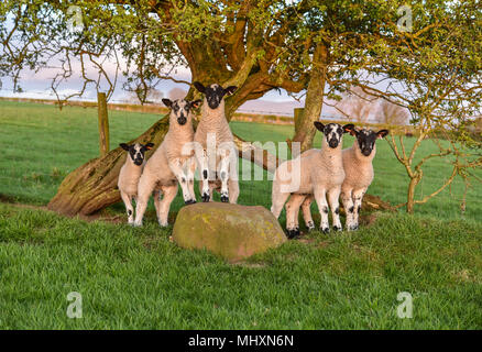 North of England Mule lambs grazing in the Eden Valley, Cumbria. Stock Photo