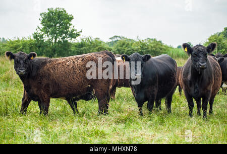 Galloway cows grazing in Cumbria. Stock Photo