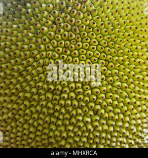 Rough Green texture. Close up of young jackfruit, popular asian fruit. Stock Photo