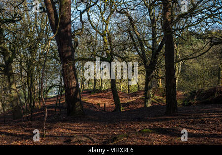the woods at Alderley Edge on a sunny spring morning Stock Photo