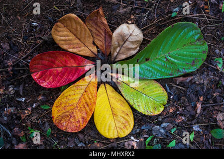 Autumn Maple leaf transition and variation concept for fall and change of season Stock Photo
