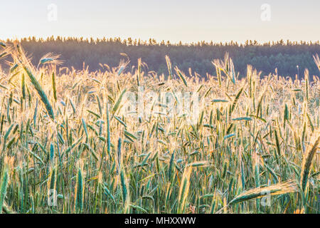 Dawn in the spring wheat field in the Kyiv region, Ukraine. Stock Photo