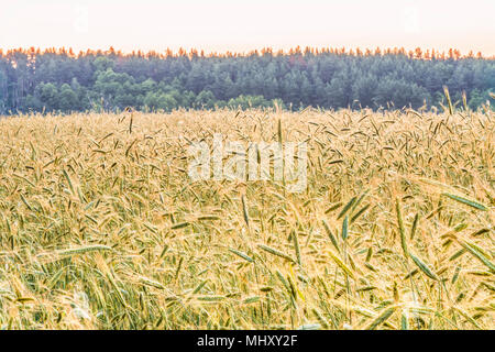 Dawn in the spring wheat field in the Kyiv region, Ukraine. Stock Photo