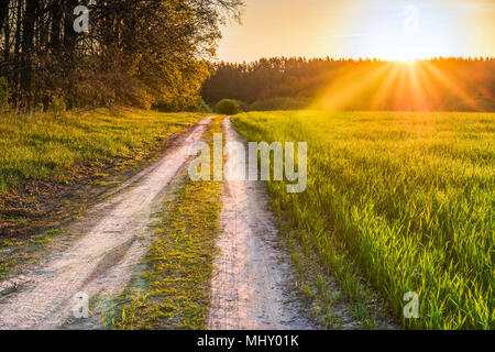 Dawn in the spring wheat field in the Kyiv region, Ukraine. The road is along the May field. Stock Photo