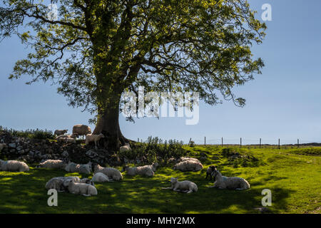 Sheep sleeping under a tree Malham Cove Malham Craven North Yorkshire England Stock Photo