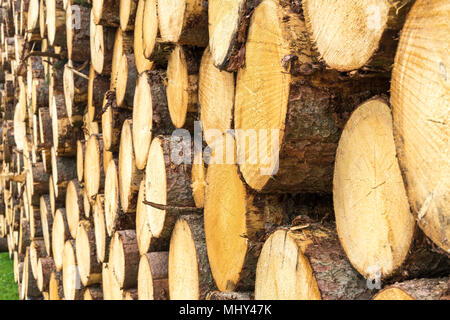 timber harvesting in the bavarian alpes,Germany