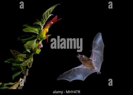 Orange Nectar Bat - Lonchophylla robusta, new world leaf-nosed bat feeding nectar on the flower in night, Central America forests, Costa Rica. Stock Photo