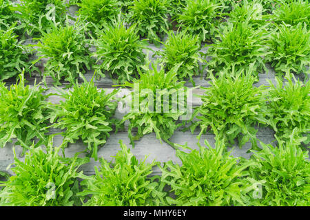 close up green lettuce plantation on field agricuture. Stock Photo