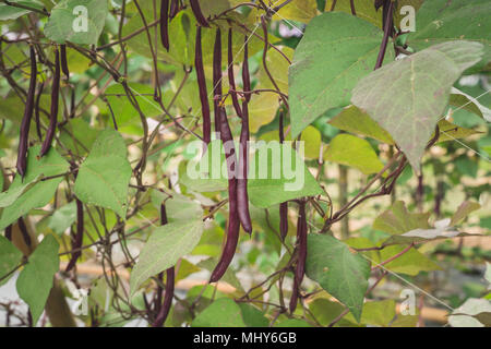 Red yard long bean plantation on field agricuture. Stock Photo