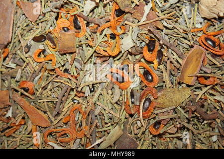 Moroccan Spices Stock Photo
