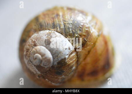 macro photography Stock Photo
