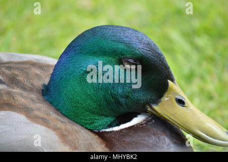 peacocks and ducks Stock Photo