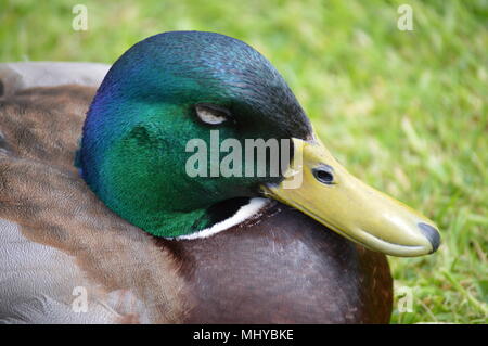 peacocks and ducks Stock Photo