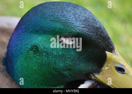 peacocks and ducks Stock Photo