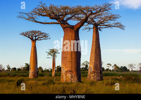 Baobabs, Morondava. Madagascar. Stock Photo