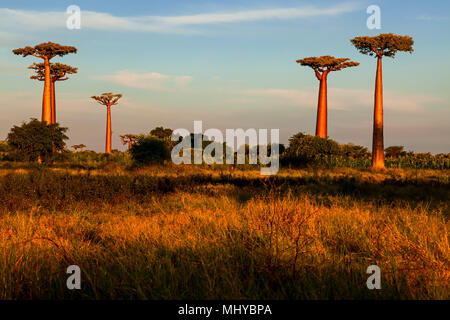 Avenue of the Baobabs, Morondava. Madagascar. Stock Photo