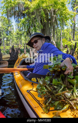 LaPlace, Louisiana - Marie Gould removes invasive water hyacinth (Eichhornia crassipes) while leading a kayak tour of Shell Bank Bayou near New Orlean Stock Photo