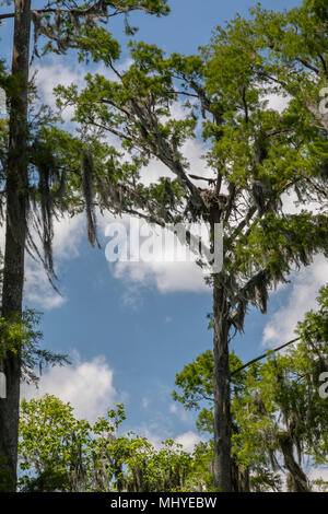 LaPlace, Louisiana - A bald eagle eaglet spreads its wings above its nest along the Shell Bank Bayou in the Maurepas Swamp Wildlife Management Area ne Stock Photo