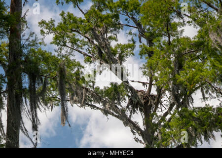 LaPlace, Louisiana - A bald eagle eaglet spreads its wings above its nest along the Shell Bank Bayou in the Maurepas Swamp Wildlife Management Area ne Stock Photo