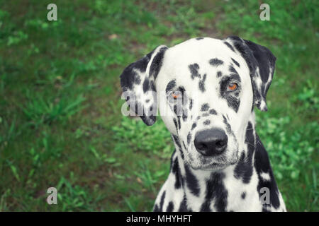 Portrait of adorable dalmatian dog looking at camera Stock Photo