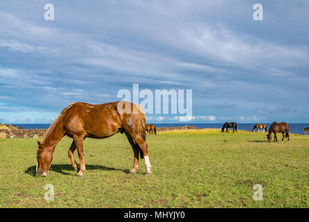 Wild horses grazing on grass next to the sea, with blue sky, Easter Island, Chile Stock Photo