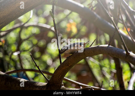 Wood nuthatch sits on a branch and looks down (Sitta europaea) Stock Photo