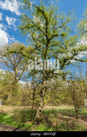 Silver birch tree covered with burls, or Burrs. Stock Photo