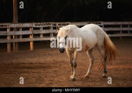 White pony posing on the sands of an outdoor manage in front of the wooden fences Stock Photo