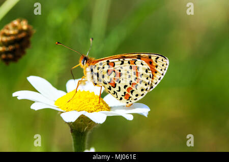 Underside of the Spotted Fritillary butterfly Melitaea didyma on a flower head in the Picos de Europa Northern Spain Stock Photo