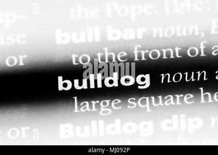 bulldog word in a dictionary. bulldog concept Stock Photo - Alamy