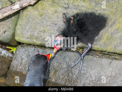 Common Moorhen (Gallinula chloropus) chick being fed by an adult Moorhen in Spring in West Sussex, England, UK. Stock Photo
