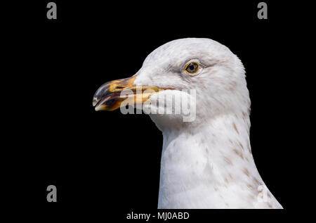 Close up of the head and beak of a Juvenile Herring Gull (Larus argentatus) in the UK on a black background. Seagull cutout closeup. Stock Photo