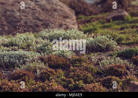 Different types of moss on the lawn. North nature background. Toned. Stock Photo