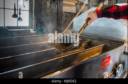 steam rising off of boiler evaporating maple tree sap to make syrup in sugar house,man testing how thick; an early spring tradition in Vermont Stock Photo