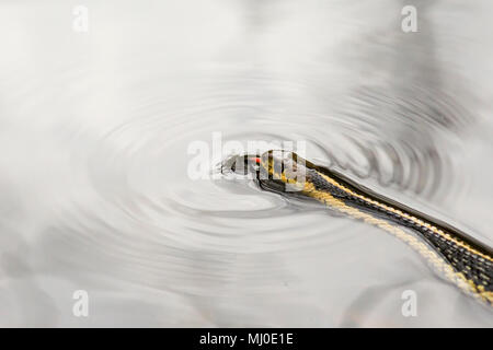 Common garter snake (Thamnophis sirtalis) hunting in water in a forest pond. Stock Photo