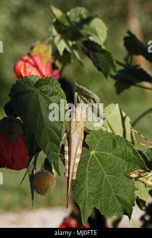 adult Egyptian or giant grasshopper on an abutilon plant also called malva extremely close up Latin name aegyptium anacridium with stripy eye in Italy Stock Photo