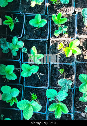 Strawberry seedlings in plastic containers are on the shelves Stock ...