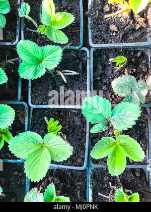 Strawberry seedlings in plastic containers are on the shelves Stock ...