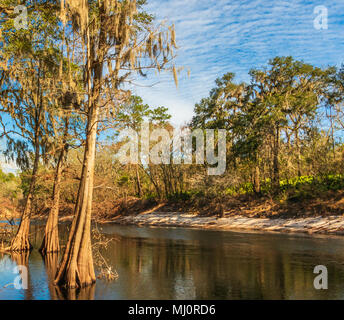 The Suwanee river in White Springs Florida, a blackwater river flowing out of the  Okefenokee Swamp in southern Georgia, USA. Stock Photo