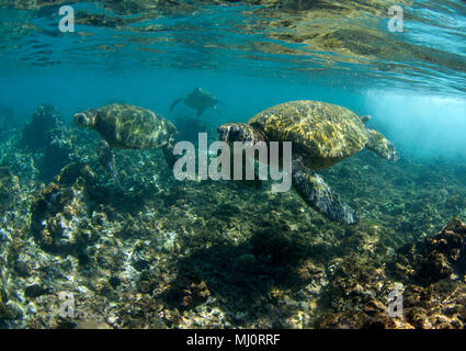 Green sea turtle off the coast of Makena, Maui, Hawaii. Stock Photo