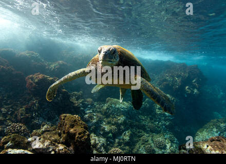 Green sea turtle off the coast of Makena, Maui, Hawaii. Stock Photo