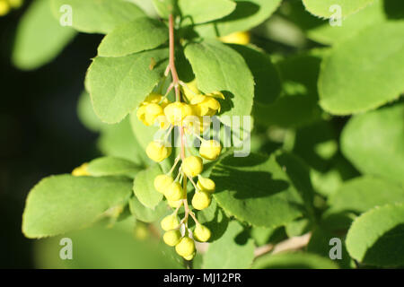 Yellow flowers cluster on blooming Common or European Barberry, Berberis Vulgaris Stock Photo