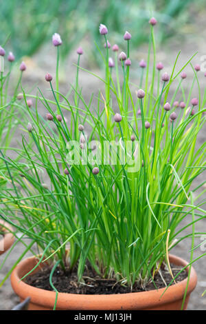 Allium schoenoprasum ‘Biggy’. Chive ‘Biggy’ flowers in bud Stock Photo