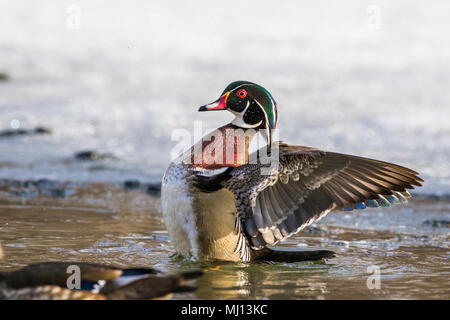 wood duck male in spring Stock Photo