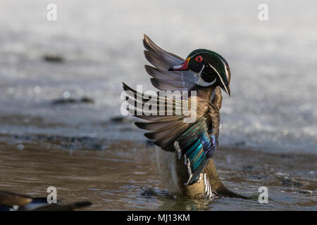 wood duck male in spring Stock Photo