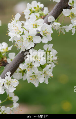 Prunus domestica ‘Marjorie's Seedling’ / Plum ‘Marjorie's Seedling’ tree blossom in spring Stock Photo